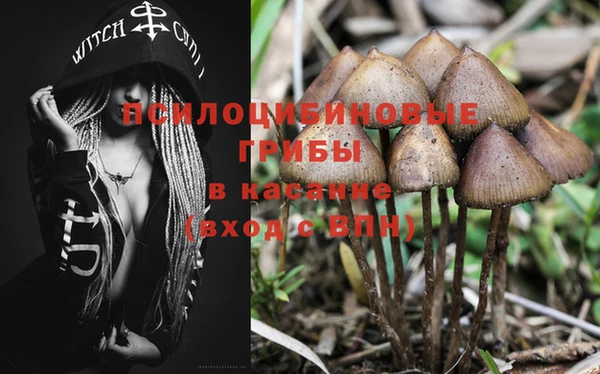 PSILOCYBIN Горно-Алтайск